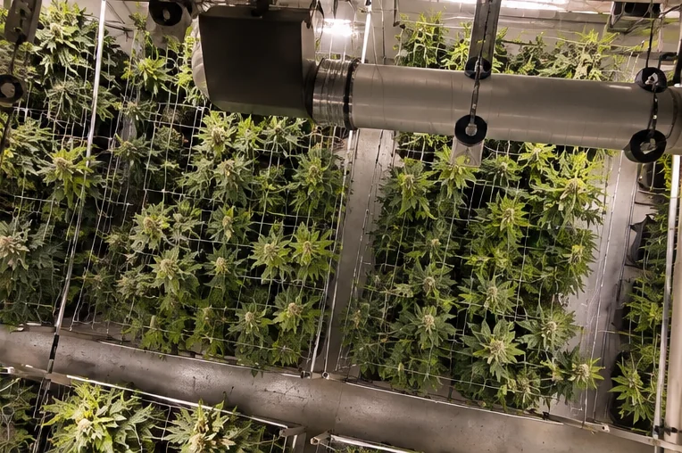 Indoor cultivation facility viewed from above