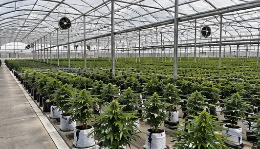 Rows of plants in a commercial greenhouse